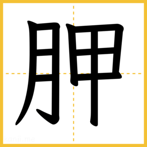 漢字「胛」